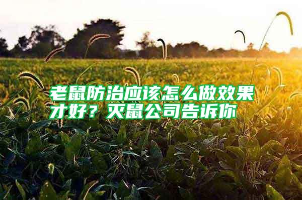 老鼠防治應該怎么做效果才好？滅鼠公司告訴你