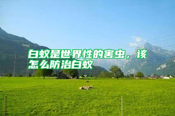 白蟻是世界性的害蟲,該怎么防治白蟻