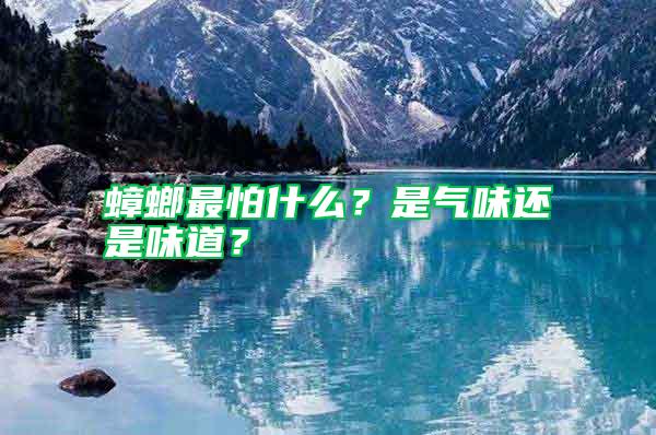 蟑螂最怕什么？是氣味還是味道？