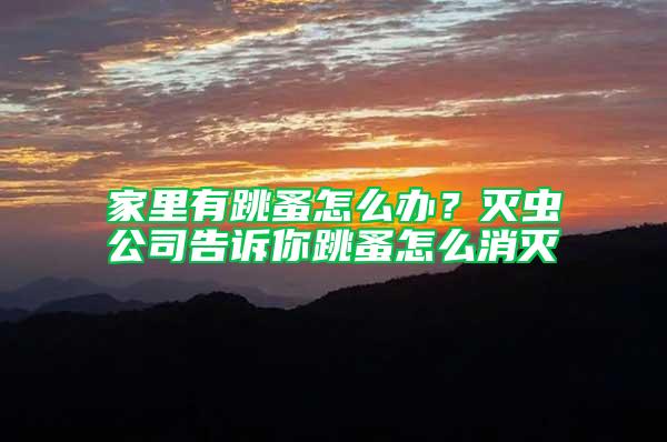 家里有跳蚤怎么辦?滅蟲公司告訴你跳蚤怎么消滅