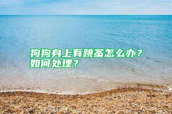 狗狗身上有跳蚤怎么辦?如何處理?