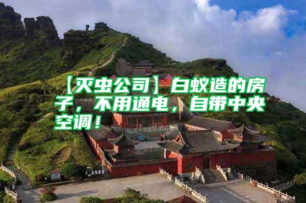 【滅蟲公司】白蟻造的房子，不用通電，自帶中央空調！