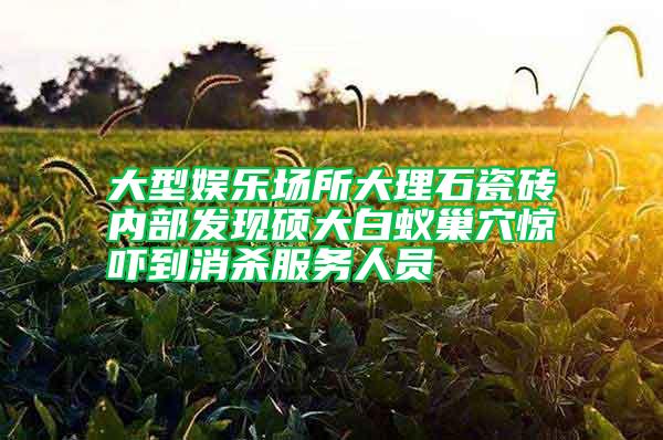 大型娛樂場所大理石瓷磚內部發(fā)現碩大白蟻巢穴驚嚇到消殺服務人員