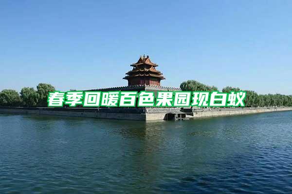 春季回暖百色果園現(xiàn)白蟻