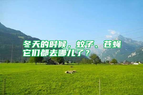 冬天的時候,蚊子、蒼蠅它們都去哪兒了?