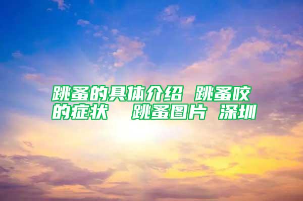 跳蚤的具體介紹 跳蚤咬的癥狀 跳蚤圖片 深圳