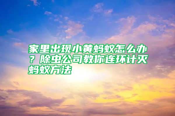 家里出現小黃螞蟻怎么辦?除蟲公司教你連環計滅螞蟻方法