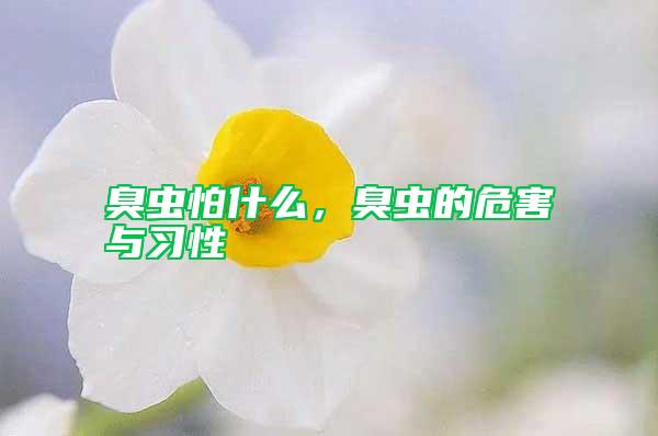 臭蟲怕什么,臭蟲的危害與習性