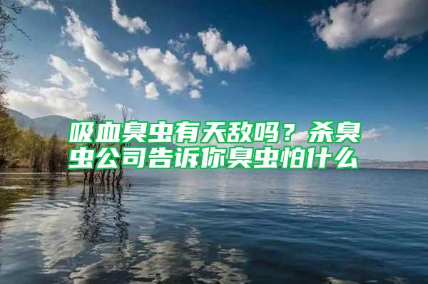 吸血臭蟲有天敵嗎？殺臭蟲公司告訴你臭蟲怕什么