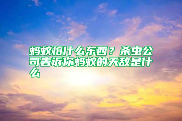 螞蟻怕什么東西?殺蟲公司告訴你螞蟻的天敵是什么
