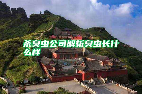 殺臭蟲公司解析臭蟲長什么樣