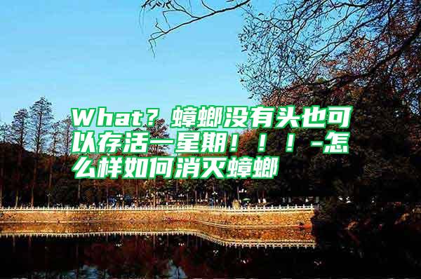 What？蟑螂沒有頭也可以存活一星期！??！-怎么樣如何消滅蟑螂