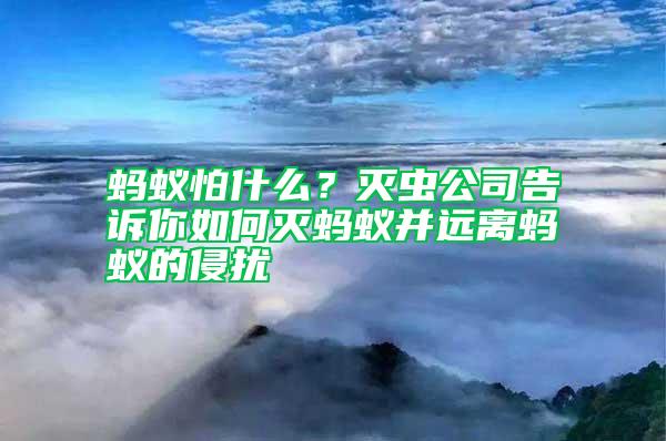 螞蟻怕什么？滅蟲公司告訴你如何滅螞蟻并遠(yuǎn)離螞蟻的侵?jǐn)_
