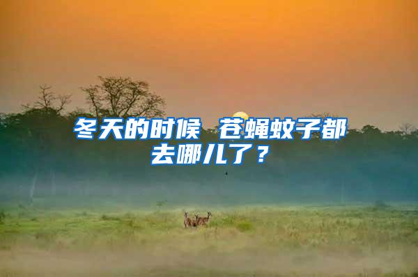 冬天的時候 蒼蠅蚊子都去哪兒了?