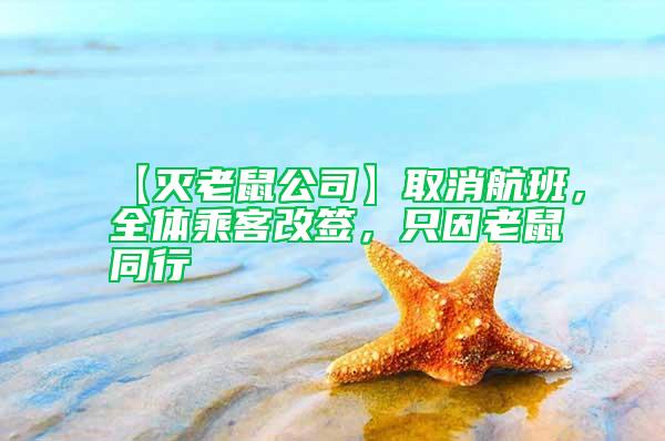 【滅老鼠公司】取消航班,全體乘客改簽,只因老鼠同行