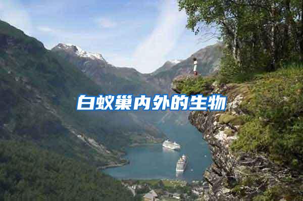 白蟻巢內(nèi)外的生物