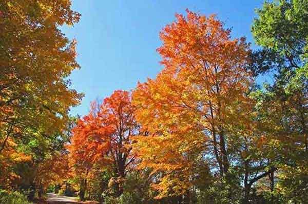 大廈蟑螂、蚊蠅、老鼠等病媒生物防治消殺作業方案