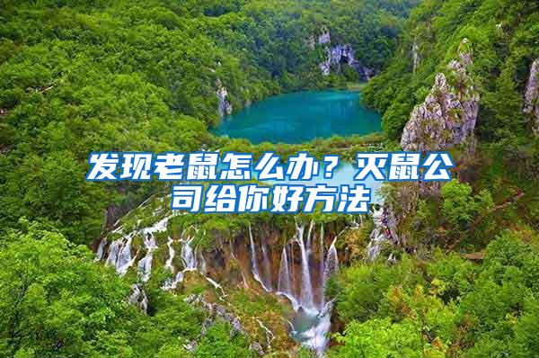 發(fā)現(xiàn)老鼠怎么辦?滅鼠公司給你好方法