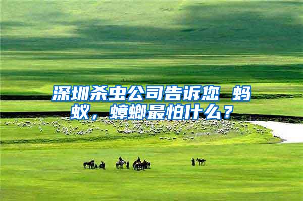 深圳殺蟲公司告訴您 螞蟻,蟑螂最怕什么?