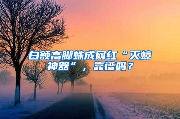 白額高腳蛛成網(wǎng)紅“滅蟑神器”,靠譜嗎?