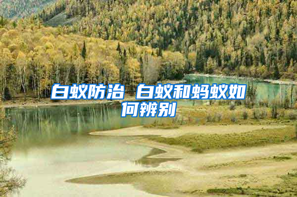 白蟻防治 白蟻和螞蟻如何辨別