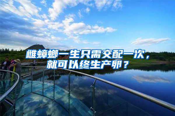 雌蟑螂一生只需交配一次,就可以終生產卵?