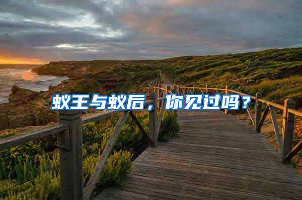 蟻王與蟻后，你見過嗎？