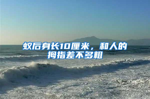 蟻后身長10厘米，和人的拇指差不多粗