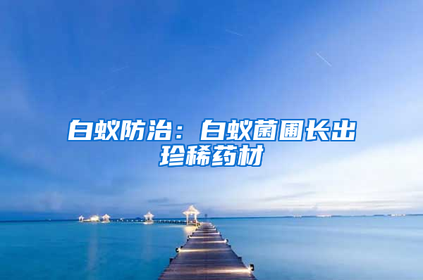 白蟻防治:白蟻菌圃長出珍稀藥材