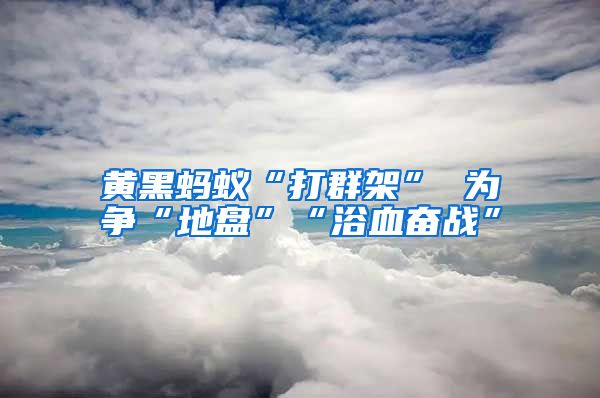 黃黑螞蟻“打群架” 為爭“地盤”“浴血奮戰(zhàn)”
