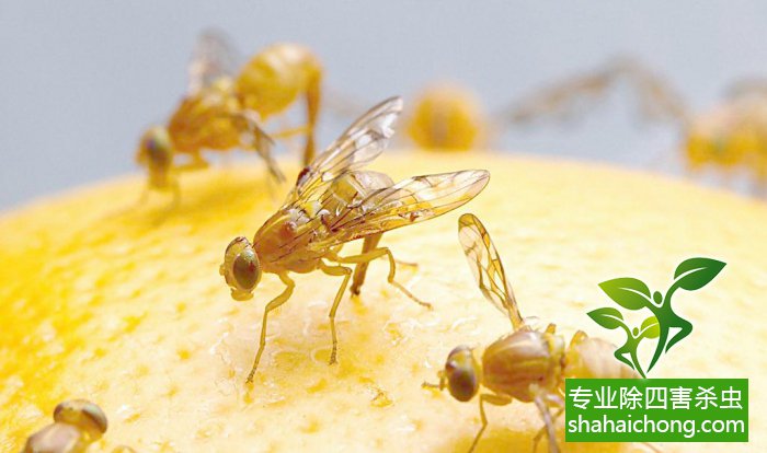 滅蟲(chóng)公司