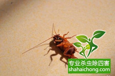 除蟑螂滅蟑螂的方法 如何消滅蟑螂,怎么樣滅除蟑螂