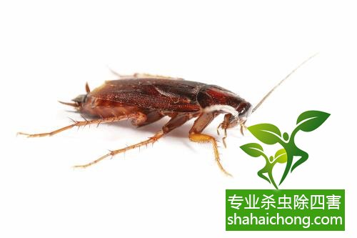 除蟑螂滅蟑螂的方法 如何消滅蟑螂,怎么樣滅除蟑螂