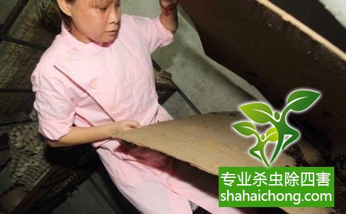 家里有蟑螂怎么辦,蟑螂怎么消滅 殺蟑螂公司怎么樣滅蟑螂