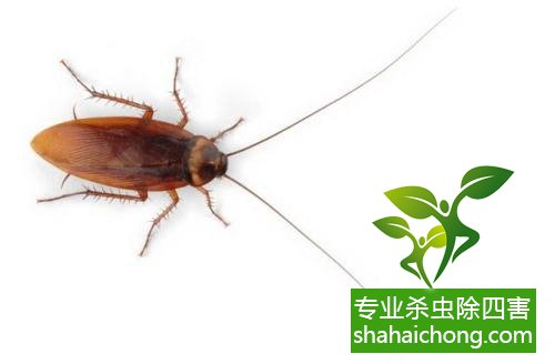 家里有蟑螂怎么辦,蟑螂怎么消滅 殺蟑螂公司怎么樣滅蟑螂