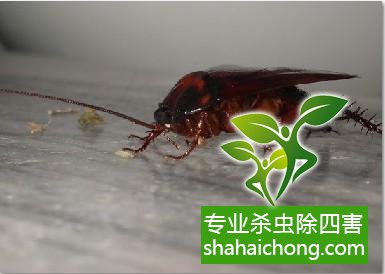 家里有蟑螂怎么辦,蟑螂怎么消滅 殺蟑螂公司怎么樣滅蟑螂