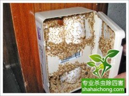 深圳白蟻防治公司分享 自檢家庭白蟻