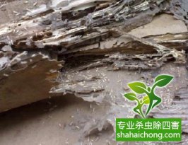 深圳白蟻防治比較專業的公司如何檢查和滅治白蟻