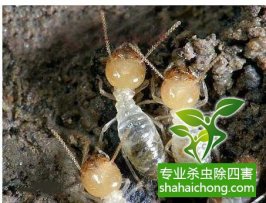 深圳白蟻防治的成效