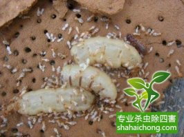 深圳白蟻防治白蟻侵入房屋途徑多 裝飾裝修需提前預防