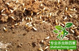 深圳白蟻防治比較好的公司