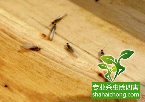 防治白蟻,白蟻防治方法 白蟻怎么治,白蟻防治方法