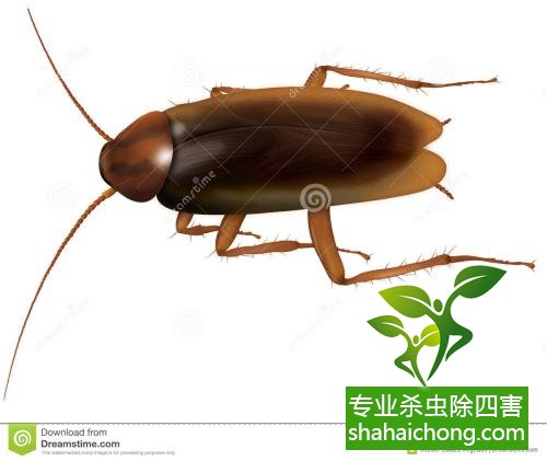 家里有蟑螂怎么辦,蟑螂怎么消滅 殺蟑螂公司怎么樣滅蟑螂