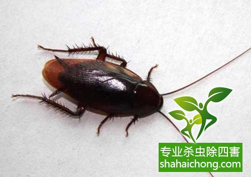 家里有蟑螂怎么辦,蟑螂怎么消滅 殺蟑螂公司怎么樣滅蟑螂