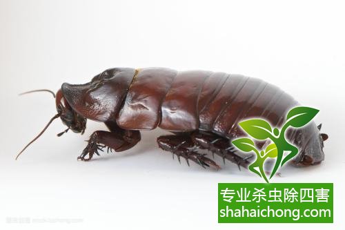 家里有蟑螂怎么辦,蟑螂怎么消滅 殺蟑螂公司怎么樣滅蟑螂