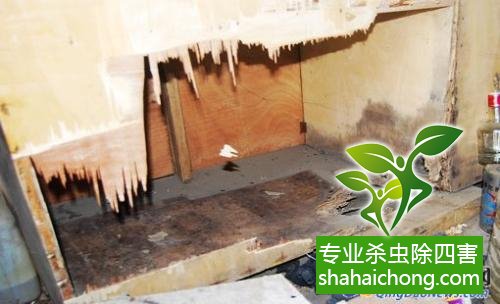 防治白蟻,白蟻防治方法 白蟻怎么治,白蟻防治方法