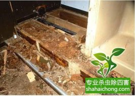 深圳白蟻防治白蟻來襲，當心！