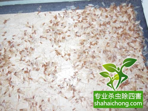 防治白蟻,白蟻防治方法 白蟻怎么治,怎么防治白蟻方法