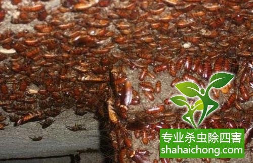 家里有蟑螂怎么辦,蟑螂怎么消滅 殺蟑螂公司怎么樣滅蟑螂