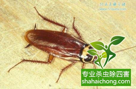 家里有蟑螂怎么辦,蟑螂怎么消滅 殺蟑螂公司怎么樣滅蟑螂